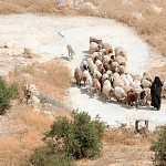 Burqa pour la bergère.הרועה הרעולה 